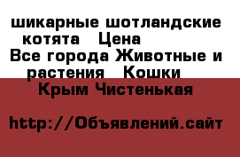 шикарные шотландские котята › Цена ­ 15 000 - Все города Животные и растения » Кошки   . Крым,Чистенькая